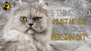 5 Things You Must Never Do to Your Persian Cat [upl. by Brunn55]