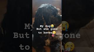 My dog died😭 [upl. by Enelehcim]