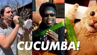 Macka B X The Kiffness  Cucumba Cucumber Rap Live Looping Remix [upl. by Ahrendt]