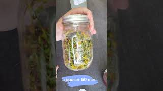 Comment faire son huile de millepertuis Hypericum perforatum [upl. by Anual376]