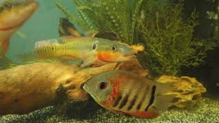 What Happened To The Pike Cichlids That I Rescued From Predatory Fins [upl. by Holmun]