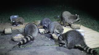 6 Raccoons Familie  Mom and 5 Baby Hedgehog [upl. by Anasor]