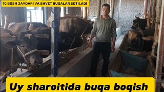 Buqa boqish sirlari hamda Sotiladigan buqalar 998941339387998934720697 [upl. by Nimref]