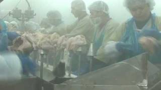 Inside a US Poultry Processing Plant [upl. by Alo]