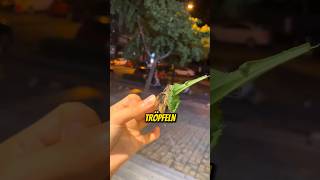 Diese Insekten sind unglaublich 🫣 [upl. by Setiram]