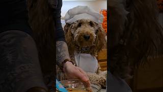 Easy Homemade Dog Cake Recipe pets dog birthday puppy funny fyp cake baking recipe comedy [upl. by Alegnat507]