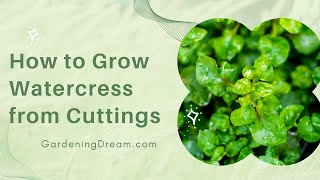 How to Grow Watercress from Cuttings [upl. by Riebling]