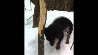 Dachshund on a Scent in the Snow  Who Ate the Bark [upl. by Annayhs]