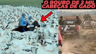 O MAIOR ROUBO DE GADO DO BRASIL  2 MIL CABEÇAS ROUBADAS [upl. by Hayse156]