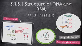 EASY REVISION AQA Alevel Biology 3151 Structure of DNA and RNA [upl. by Garson]