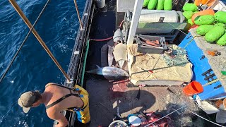 THE TACKLE CATCHING 20K POUNDS OF SWORDFISH shorts starlink longlining commercialfishing [upl. by Sibylle]