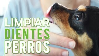 Como Cepillar Los Dientes A Un Perro  Limpiar Dientes Perro [upl. by Sadira]