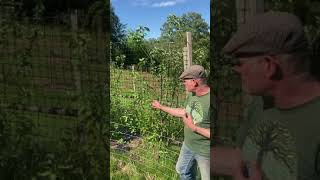 Apple Coppice System at Applewood Permaculture Centre [upl. by Ellohcin]