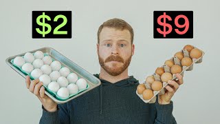 Are Expensive Eggs actually worth it [upl. by Ellezig]