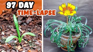 Growing Gazania From Seed To Flowers Time Lapse 97 Days [upl. by Aidnyl]