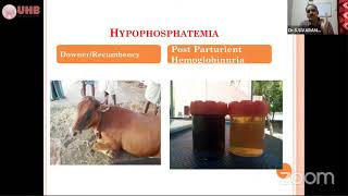 Hypophosphatemia and Post Purturient Hemoglobinuria in ruminants [upl. by Attiuqehs]