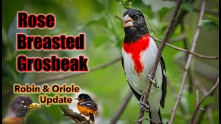 Finding a Rose  Breasted Grosbeak in the Woods [upl. by Obbard]