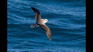 Softplumaged Petrel seen on the Flock to Marion 2022 [upl. by Hesoj]