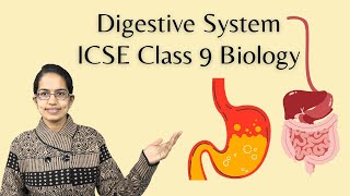 Digestive System  Buccal Cavity Small Intestine Large Intestine  ICSE Class 9 Biology [upl. by Aicenert]