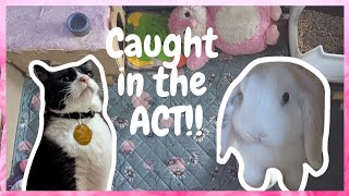 Caught in the Act  Cat Stealing Bunnys Toy funny short [upl. by Fineman550]