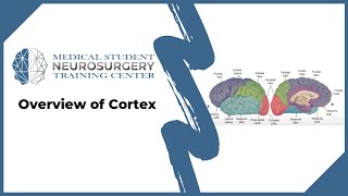 Overview of Cortex [upl. by Naujek]