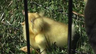 10d old duckling seizure [upl. by Acirt]