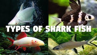 Types of Shark fish for Aquarium [upl. by Aikym]