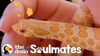 This Snake Loves To Cuddle In The Sweaters His Mom Makes Him  The Dodo Soulmates [upl. by Nongim831]