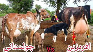 cholistani Friesian cross cow cholistani cow in Pakistan Mera sahiwal tv Jarsi cow for sale 2024 [upl. by Elocal]