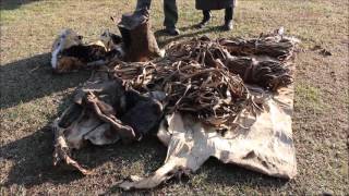 Traditional Mongolian Leather Tanning [upl. by Eneiluj]