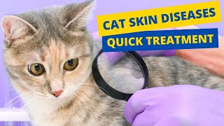 Cat Skin Diseases And Treatment  Natural Home Remedies😿 [upl. by Beard]