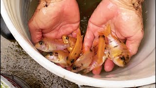 Breeder Selection  Orange OB Peacock  Tropical Fish Hatchery [upl. by Adali602]