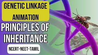 Genetic Linkage Animation  Gene Mapping  Principles of Inheritance  NCERT XII  NEET Biology [upl. by Walkling201]