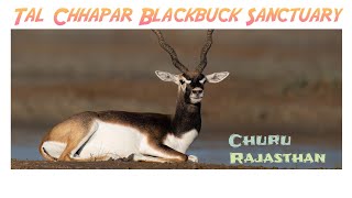 Tal Chhapar Sanctuary l Blackbucks Heaven l Wildlife In Churu l Rajasthan hkknaturelover [upl. by Fedirko]