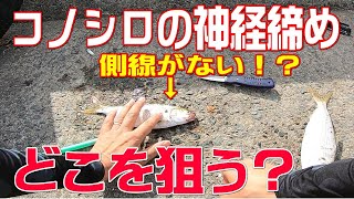 【神経締め】糸島で釣れたコノシロを神経締め。目印の側線がない！？【神経締めオジサン】 [upl. by Yearwood678]