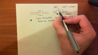 Cyclic Nucleotide Gated Ion Channels [upl. by Mur]