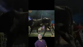 Parrazo para 🤠Tijeras de Tucumán ante este Torazo 🐂❗❗❗ jaripeo tradiciones rodeotradiciones [upl. by Xena]