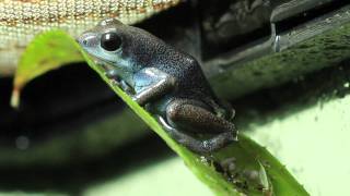 Oophaga pumilio cauchero eggs [upl. by Suckram]