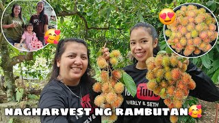 Nagharvest ng Rambutan  Nakipag Birthday kay Talalay🥳 [upl. by Ehsom]