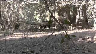 Tusky Cape York Boar shot with 65 x 55 Saratoga Fishing and Hunting Adventures 2013 [upl. by Ahern]