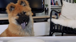 Birk the Eurasier puppy 6 months old tries new treats [upl. by Harras]