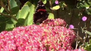 Red Admiral butterflies in autumn do they hibernate in the UK [upl. by Padgett]