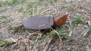 Bigheaded Turtle  Platysternum megacephalum [upl. by Halullat548]