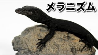 体が黒くなる突然変異quotメラニズムquotのオオトカゲを飼い始めました！ melanism Common water monitor [upl. by Attiuqehs439]