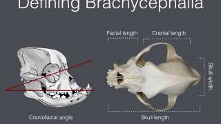 Brachycephalic Airway Disease [upl. by Okin]