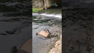 കൺഫ്യൂഷൻ ആയല്ലോ🔥 Kerala fishing videos l fishing l fish shibus Hangout l Malayalam fishing videos [upl. by Lirva]