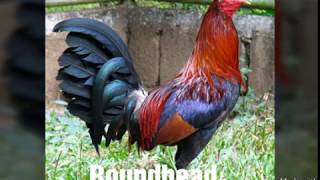 Top Strongest Gamefowl Breeds Part 2 [upl. by Kloster]