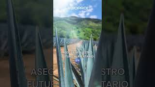 Como el AGAVE está siendo una ALTERNATIVA de cultivo para terrenos secos con poca agua agave agro [upl. by Dugas572]