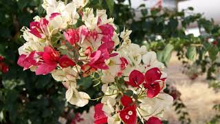 Beautiful Flowers Bougainvillea Variegated [upl. by Charlena534]