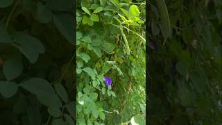 Clitoria ternatea atau bunga telang ternate ‼ butterfly pea flowers bungatelang clitoriaternatea [upl. by Trilley686]